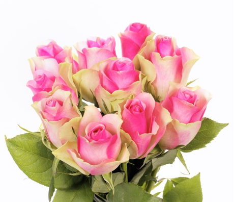 ורדים ורודים