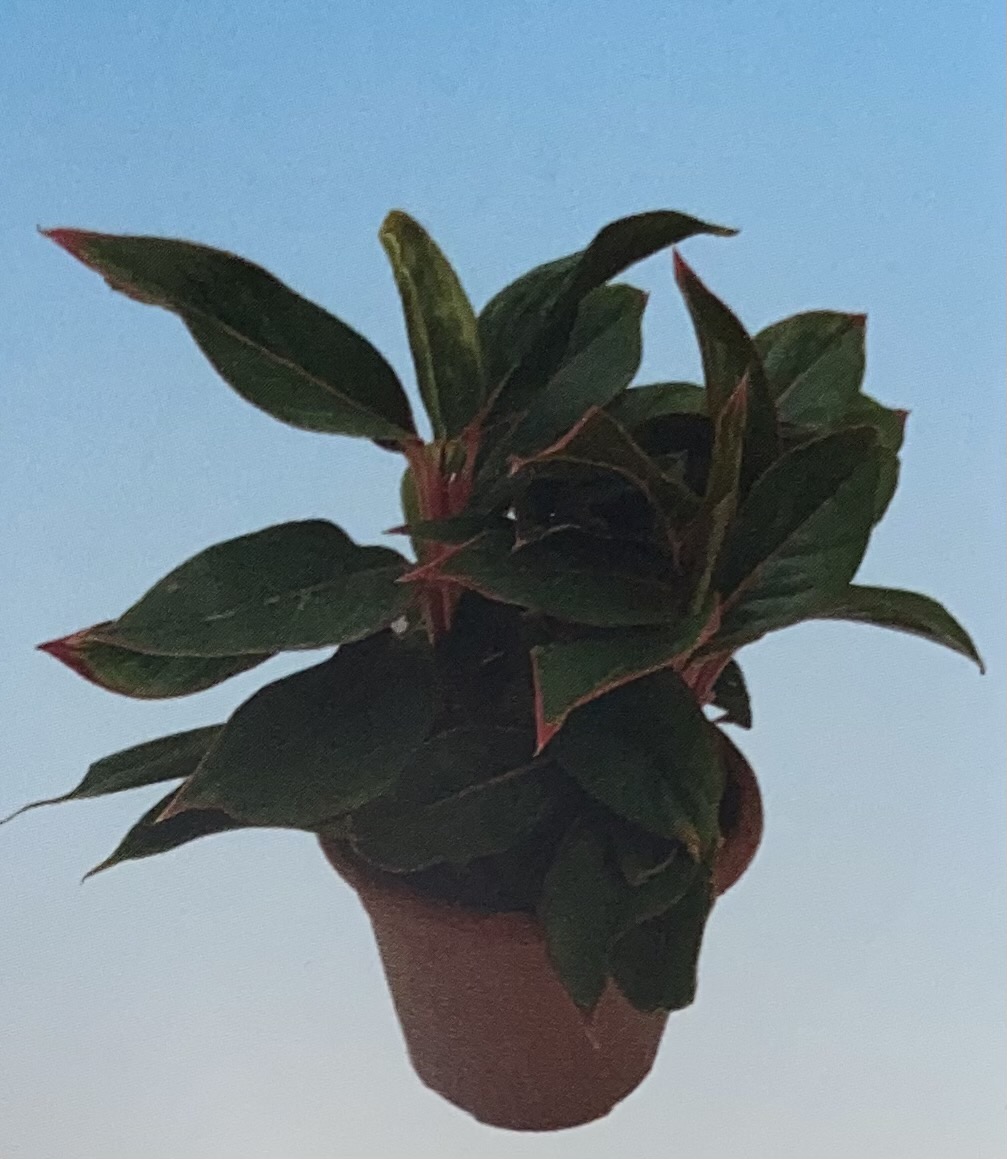 אגלונמה אדומה כהה