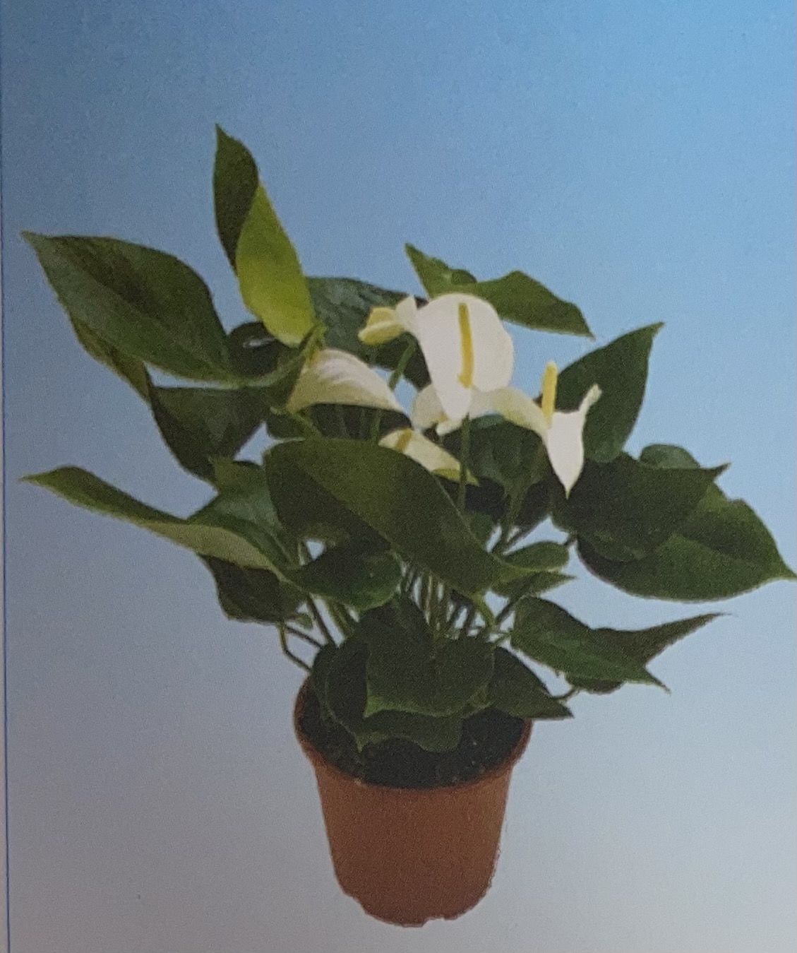 אנטוריום לבן