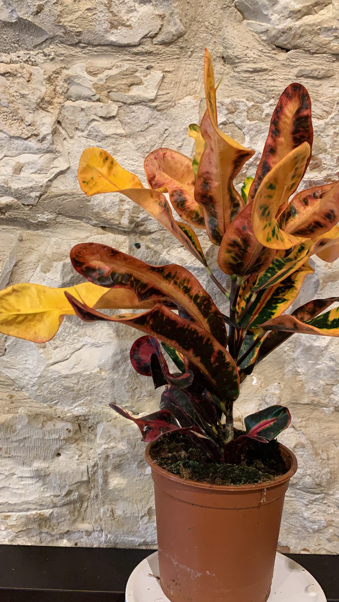 קרוטון מסולסל