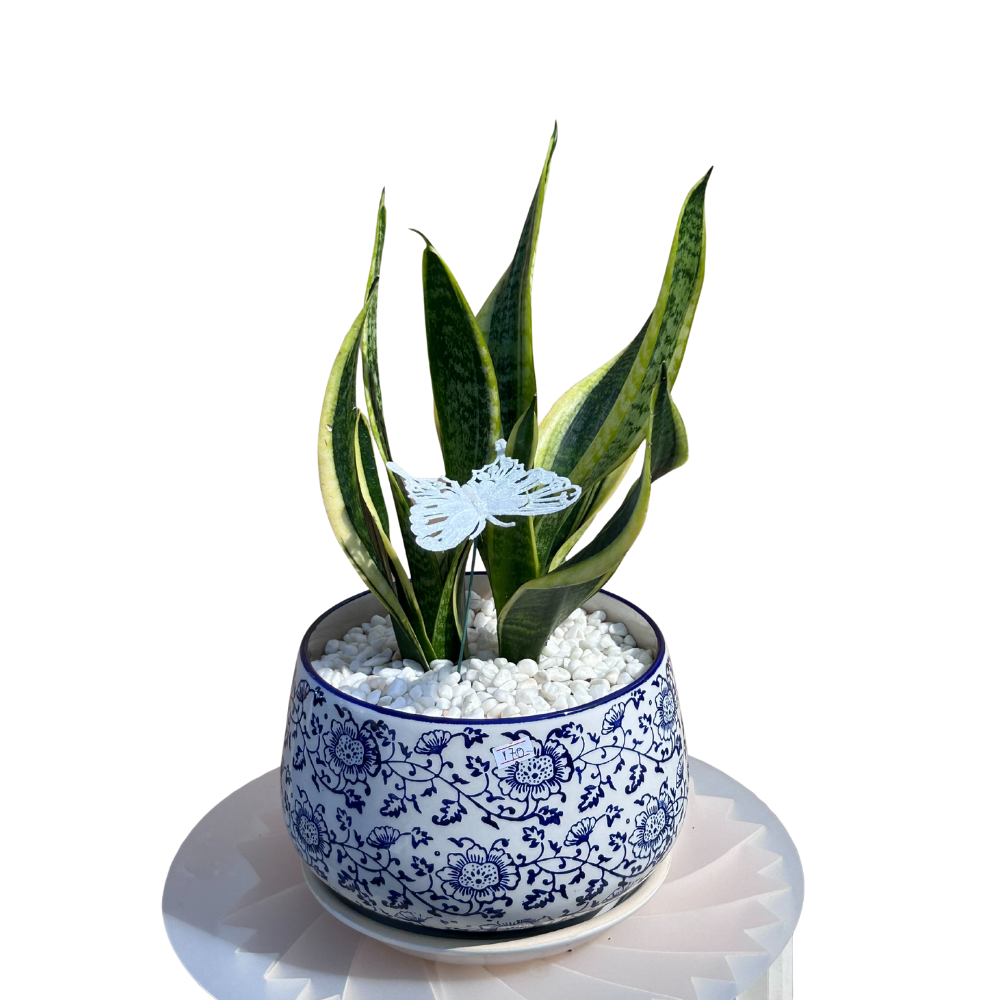 עציץ סנסיווריה