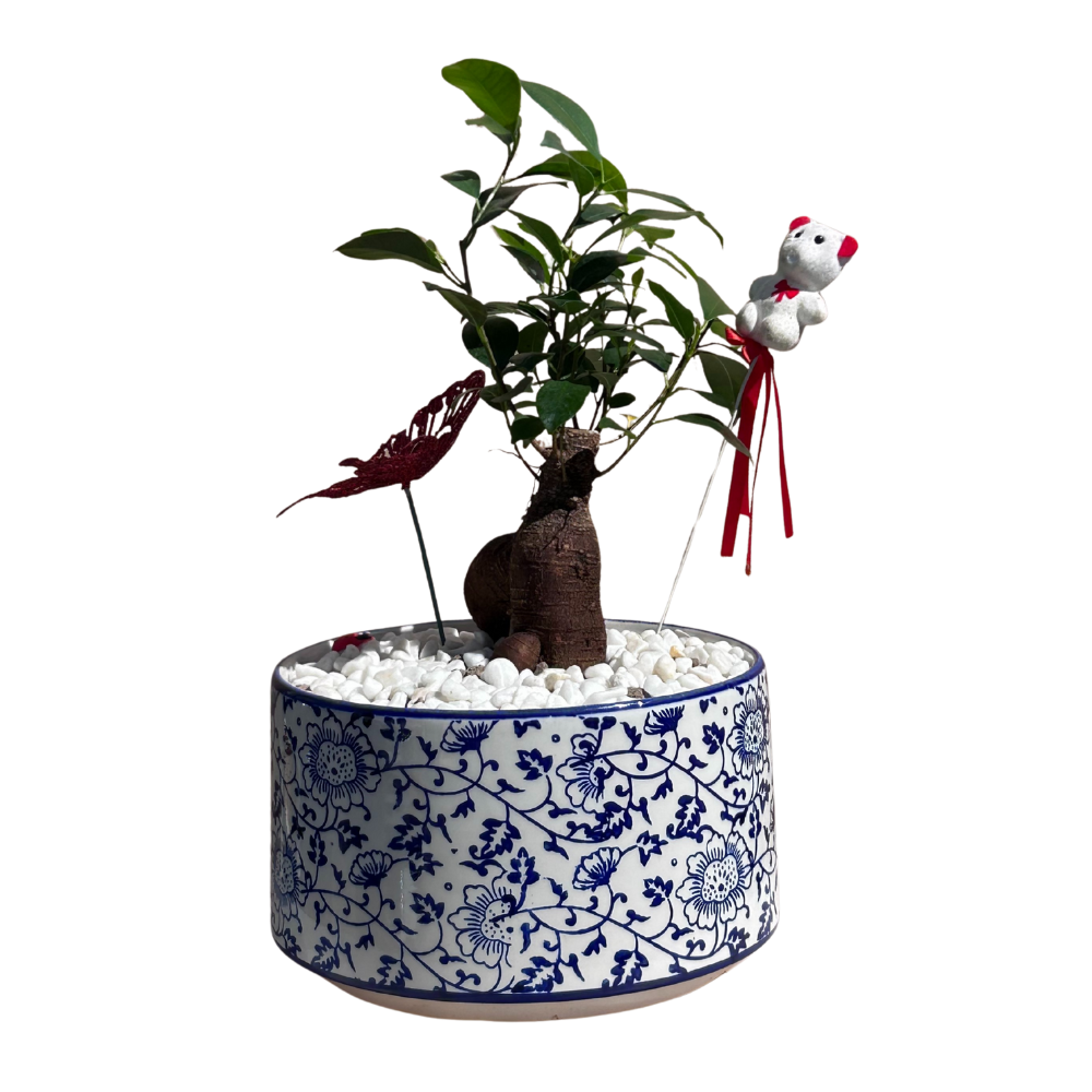 עציץ פיקוס ג'ינסנג