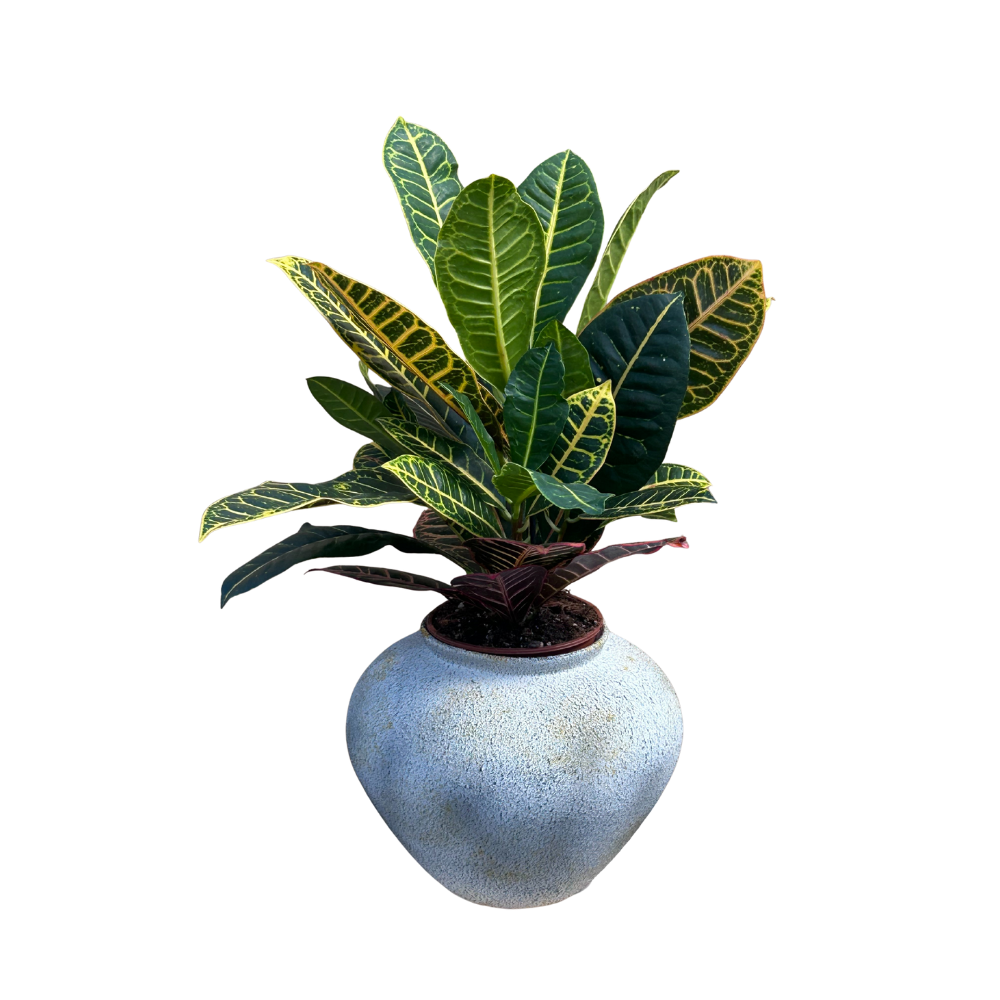 עציץ קרוטון